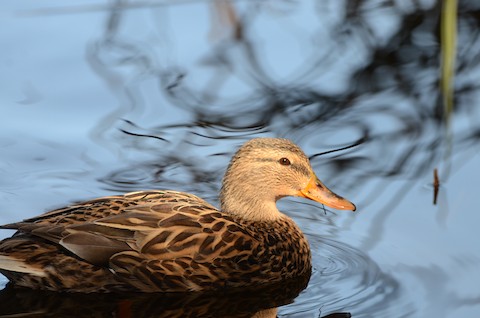Mallard - Isa Dav