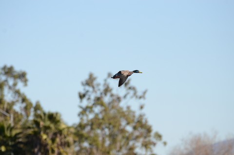 Mallard - Isa Dav