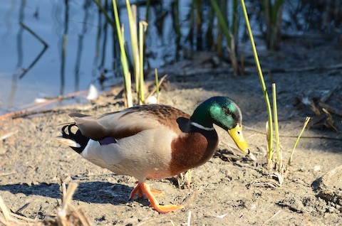 Mallard - Isa Dav