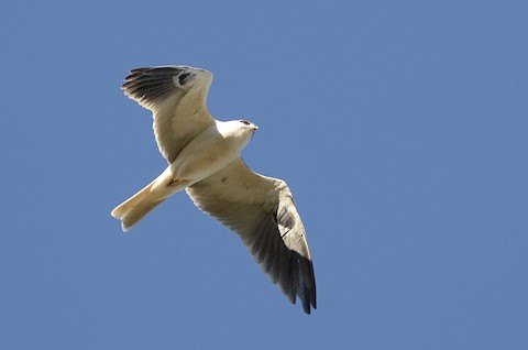 White-tailed Kite - Isa Dav