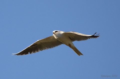 White-tailed Kite - Isa Dav