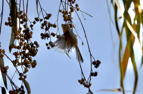 Bushtit - Isa Dav