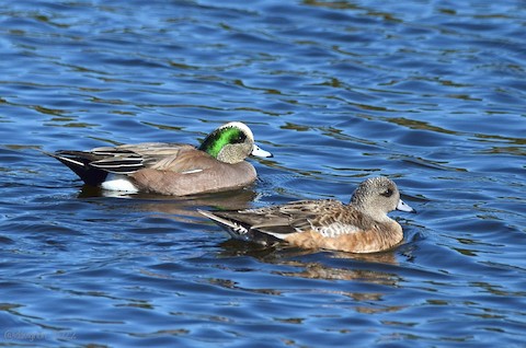 American Wigeon - Isa Dav