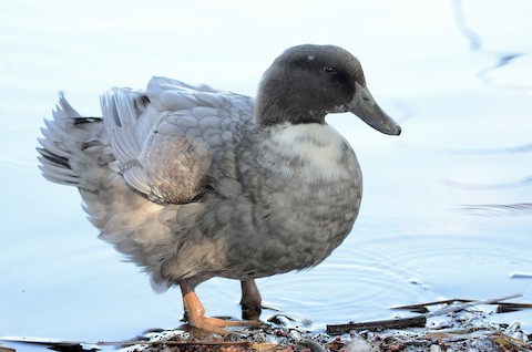 Mallard (Domestic type) - Isa Dav