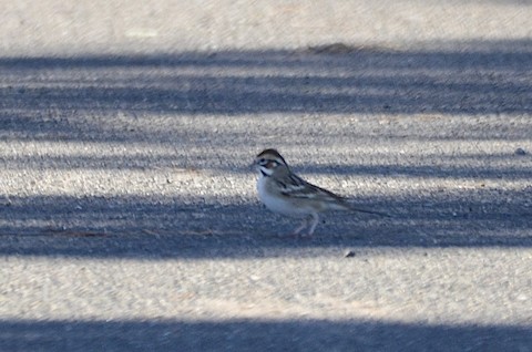 Lark Sparrow - Isa Dav