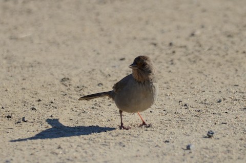 California Towhee - Isa Dav