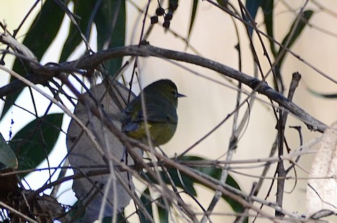 Orange-crowned Warbler - Isa Dav