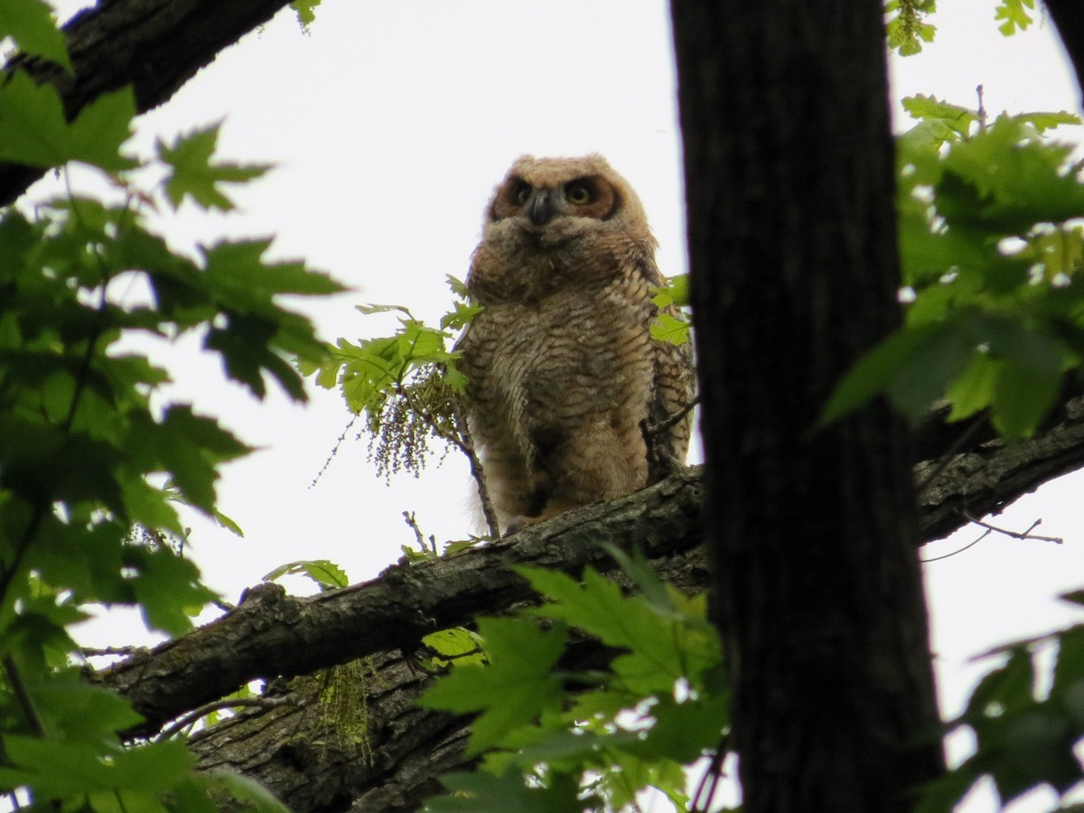 Great Horned Owl - Brian Henderson