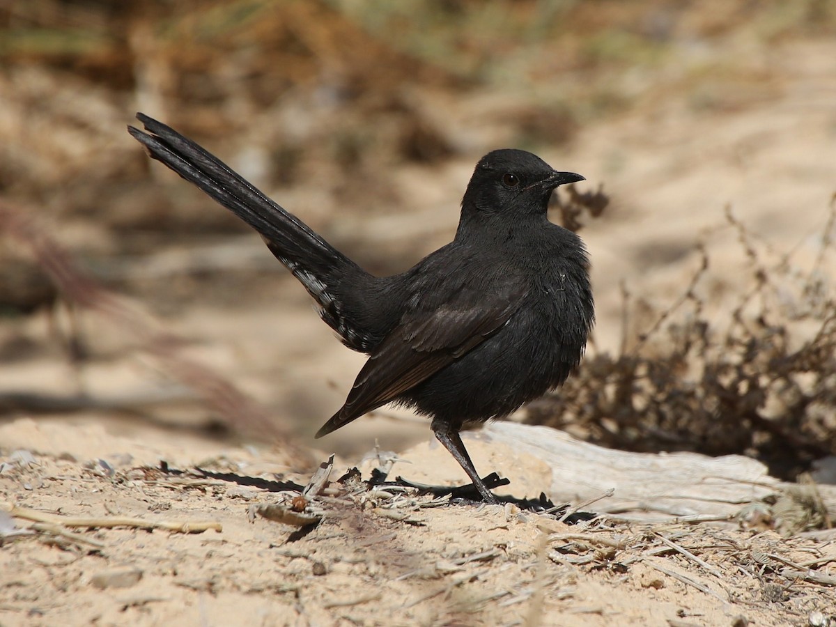 Black Scrub-Robin - Cercotrichas podobe - Birds of the World