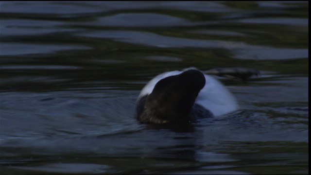 Tufted Duck - ML413540