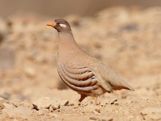  - Sand Partridge