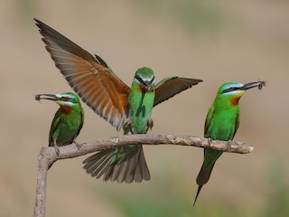  - Blue-cheeked Bee-eater