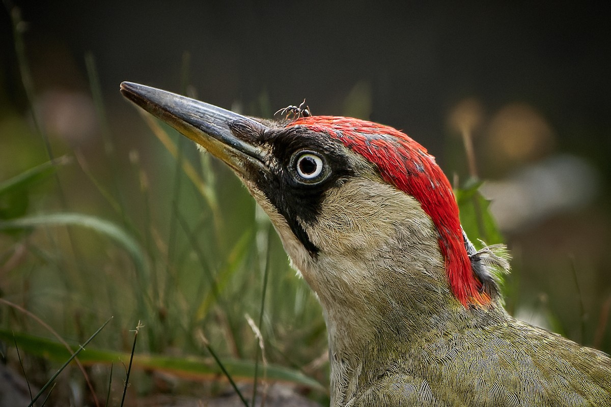 Eurasian Green Woodpecker (Eurasian) - ML413549111