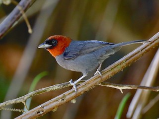  - Chestnut-headed Tanager