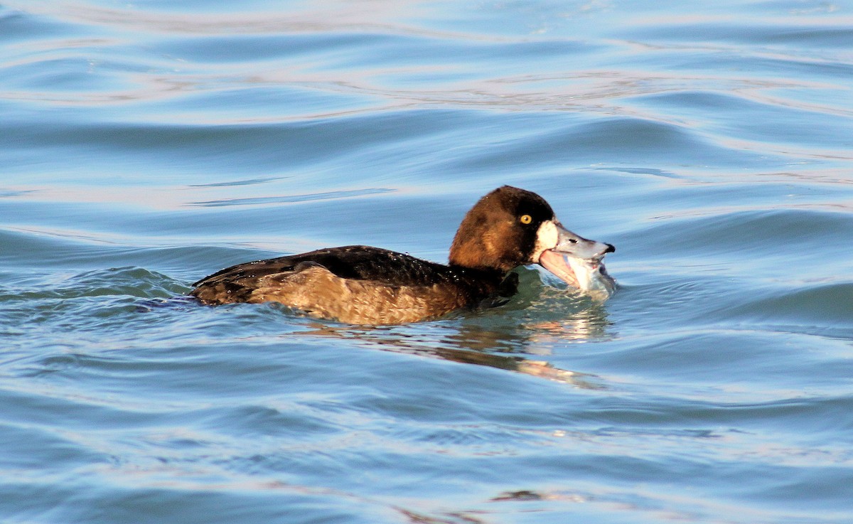 Greater Scaup - ML413552271