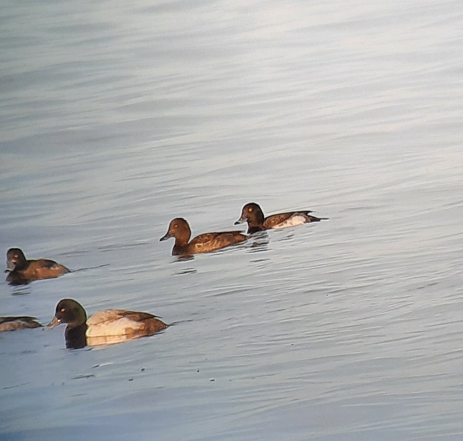 Greater Scaup - ML413553241