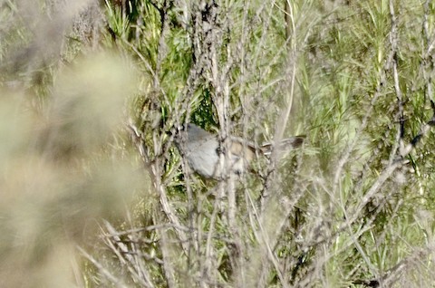 California Gnatcatcher - Isa Dav