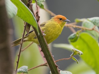  - Rust-and-yellow Tanager