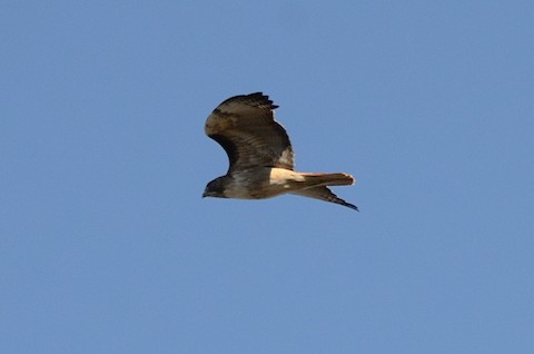 Red-tailed Hawk - Isa Dav