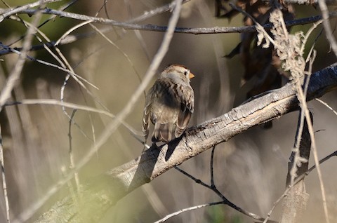 White-crowned Sparrow - Isa Dav