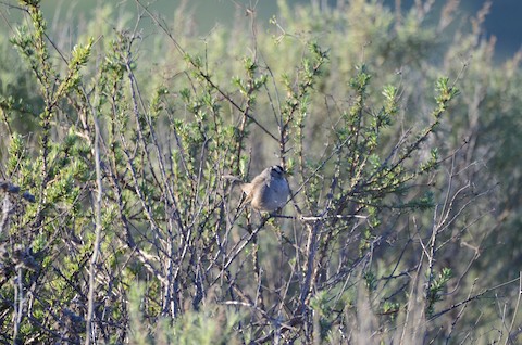 White-crowned Sparrow - Isa Dav