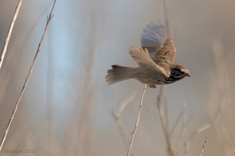 Song Sparrow - Isa Dav