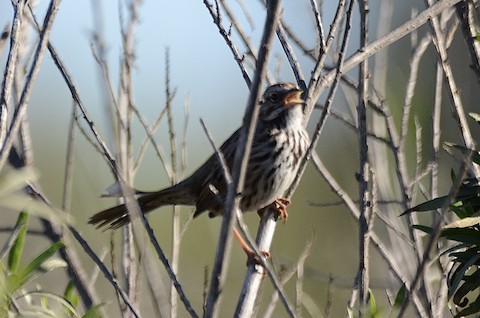 Song Sparrow - Isa Dav
