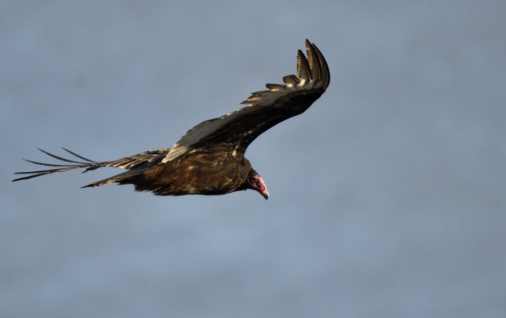 Turkey Vulture - ML413556081