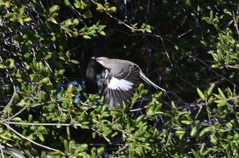 Northern Mockingbird - Isa Dav