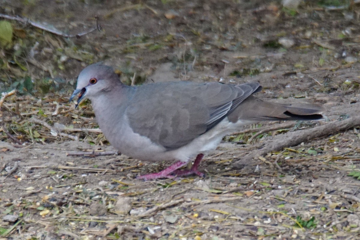 White-tipped Dove - Dennis Mersky