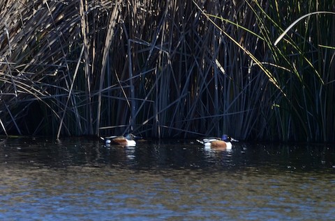 Northern Shoveler - Isa Dav