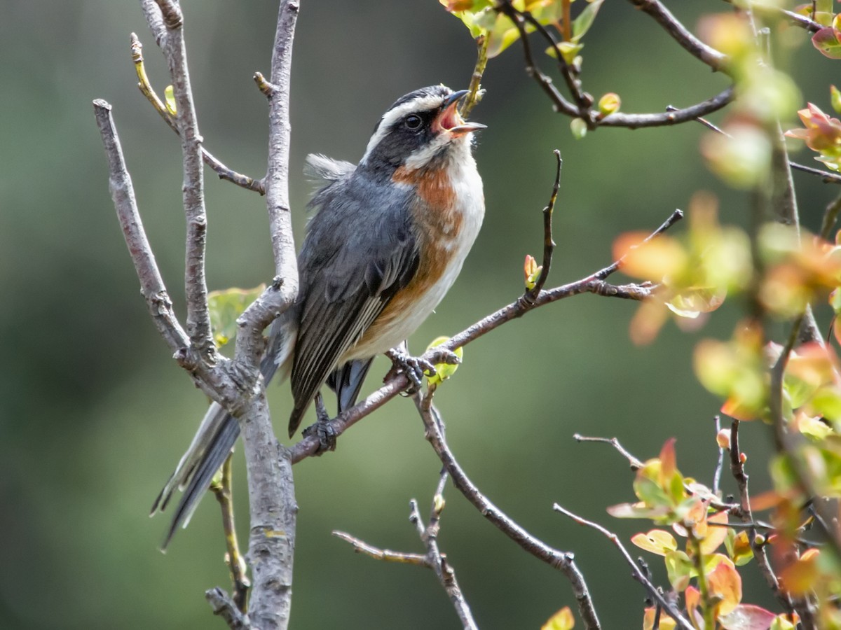 Plain-tailed Warbling Finch - Microspingus alticola - Birds of the World