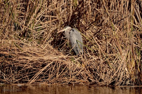 Great Blue Heron - Isa Dav