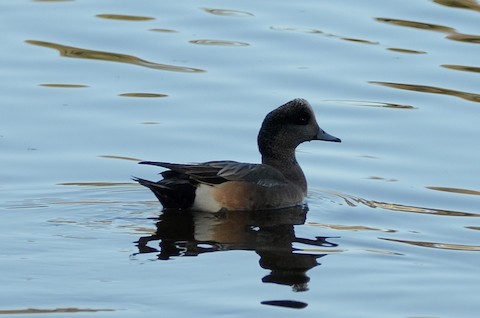 American Wigeon - Isa Dav