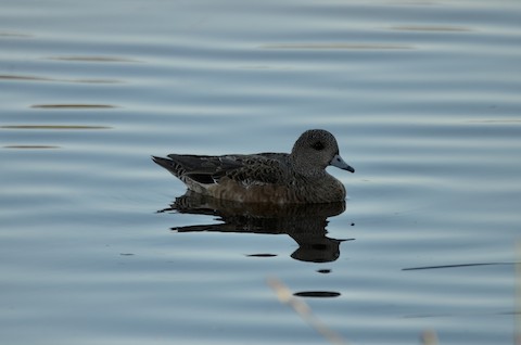 American Wigeon - Isa Dav