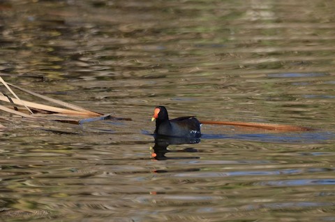 Common Gallinule - Isa Dav