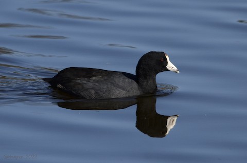 American Coot - Isa Dav