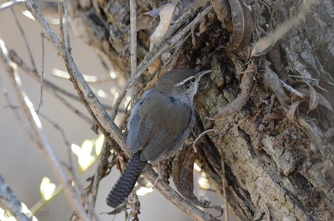 Bewick's Wren - Isa Dav
