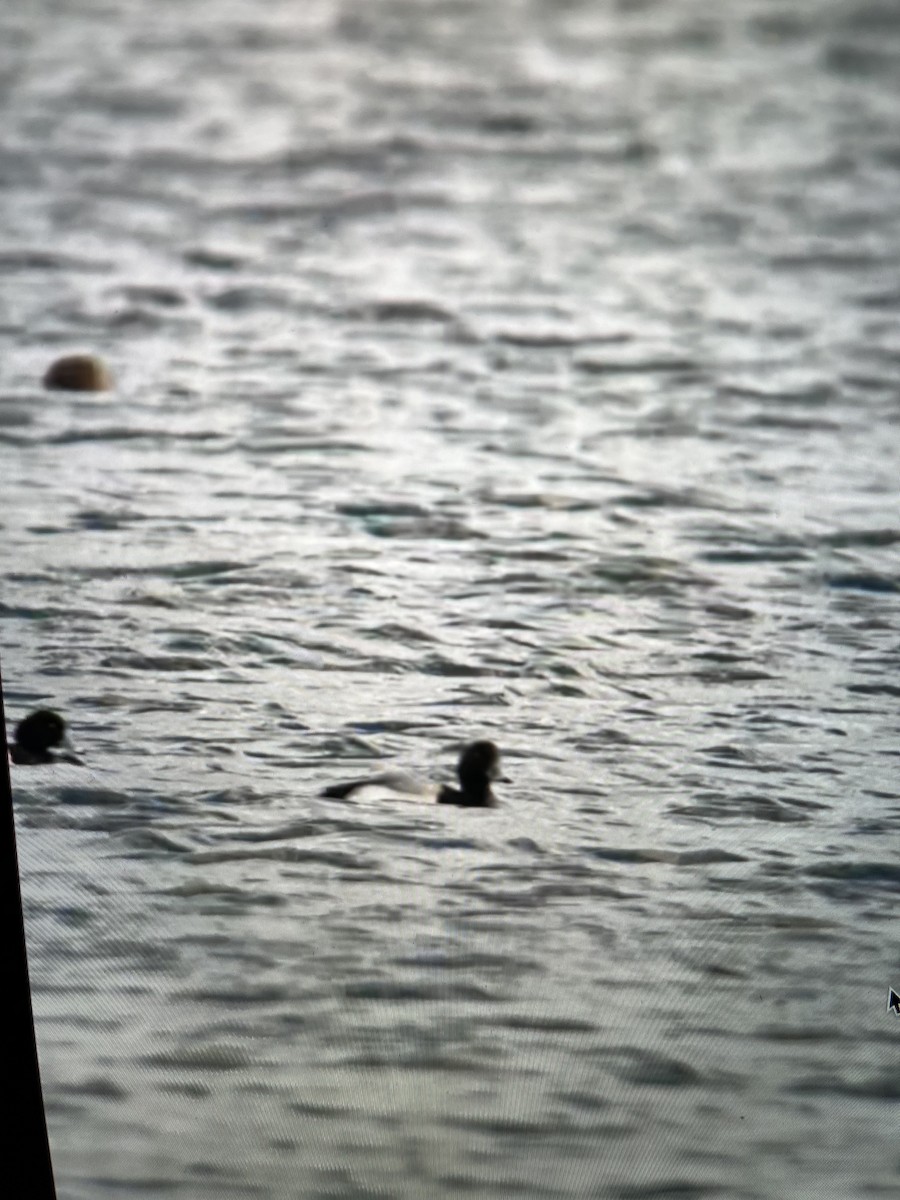 Greater Scaup - ML413570661