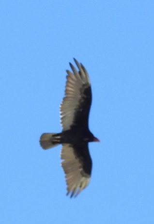 Turkey Vulture - ML413570751