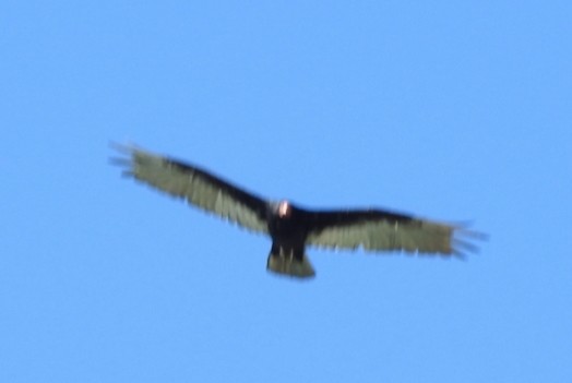Turkey Vulture - ML413570761