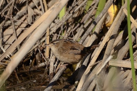 Marsh Wren - Isa Dav