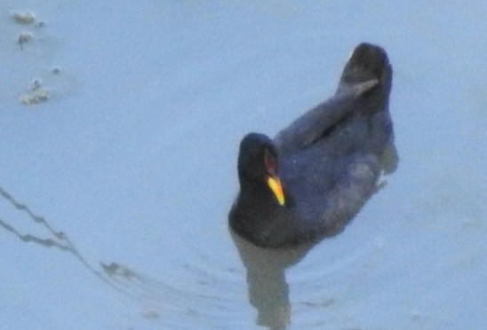 Red-fronted Coot - ML413571391