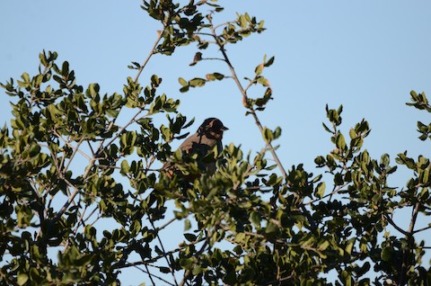 California Towhee - Isa Dav