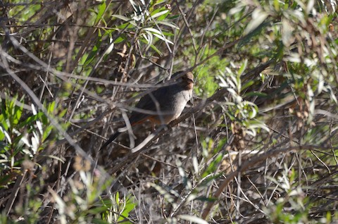 California Towhee - Isa Dav