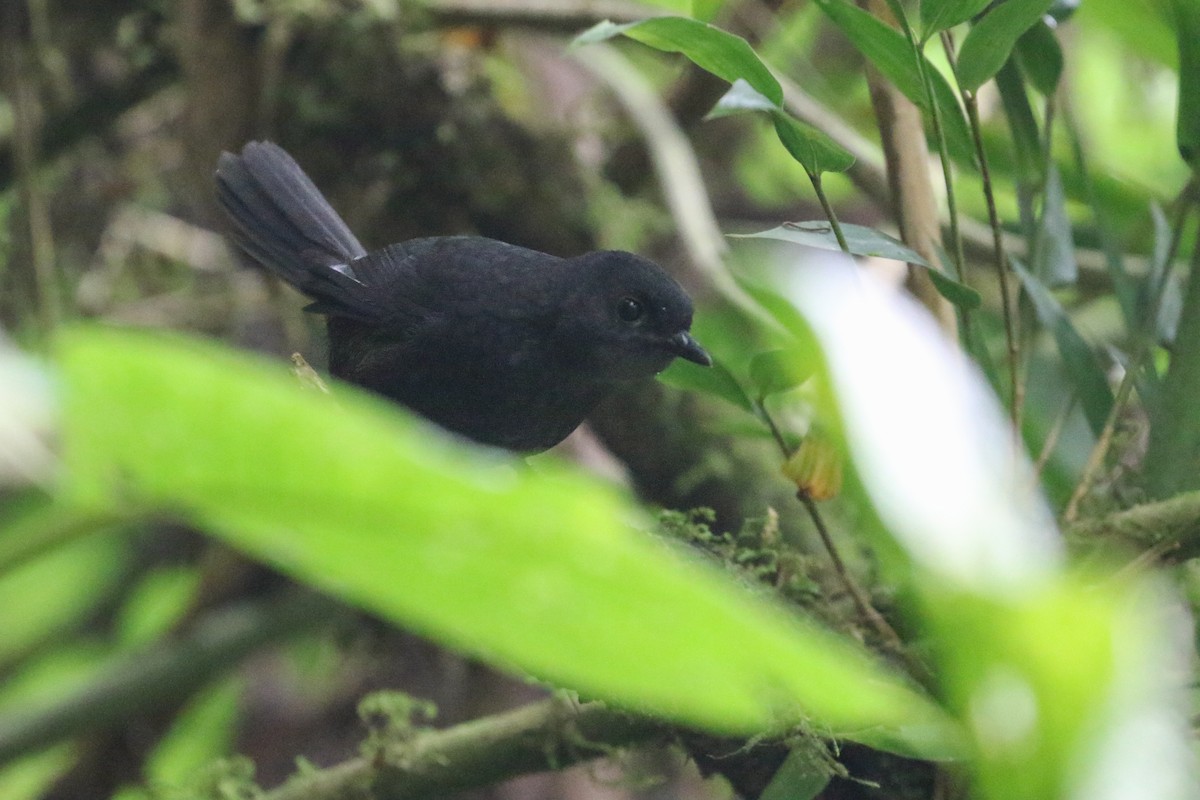 Long-tailed Tapaculo - ML413572811