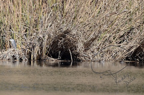 Ruddy Duck - Isa Dav