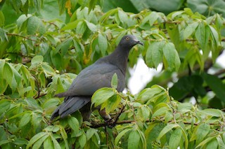  - Christmas Island Imperial-Pigeon