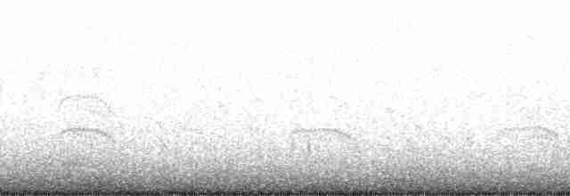 Common Tern (hirundo/tibetana) - ML41358
