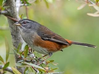  - Gray-throated Warbling Finch